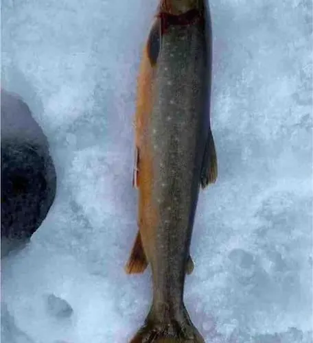 Arctica Semesterbostad